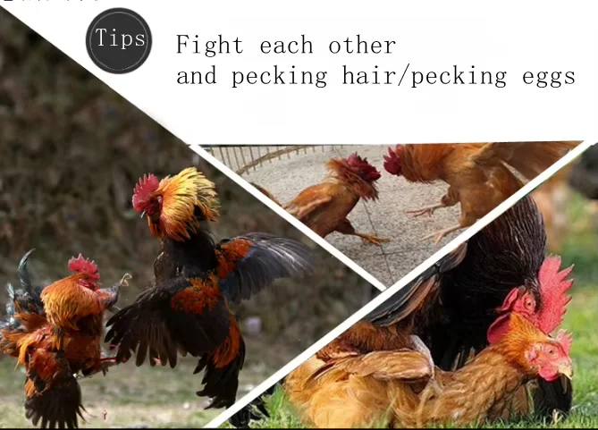 نظارات الدجاج