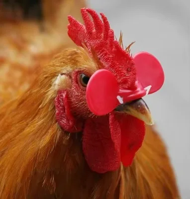 نظارات الدجاج