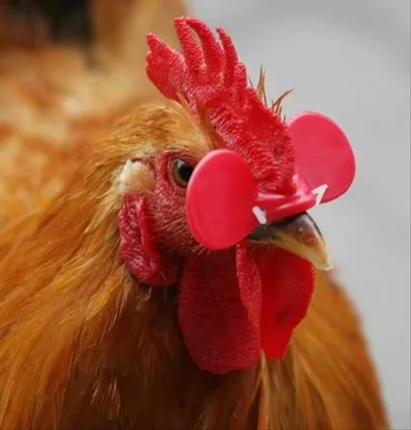 نظارات الدجاج