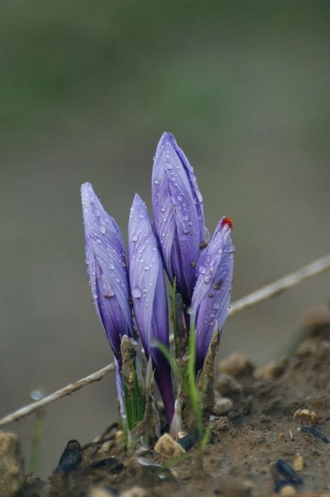 زعفران نقي 1غ