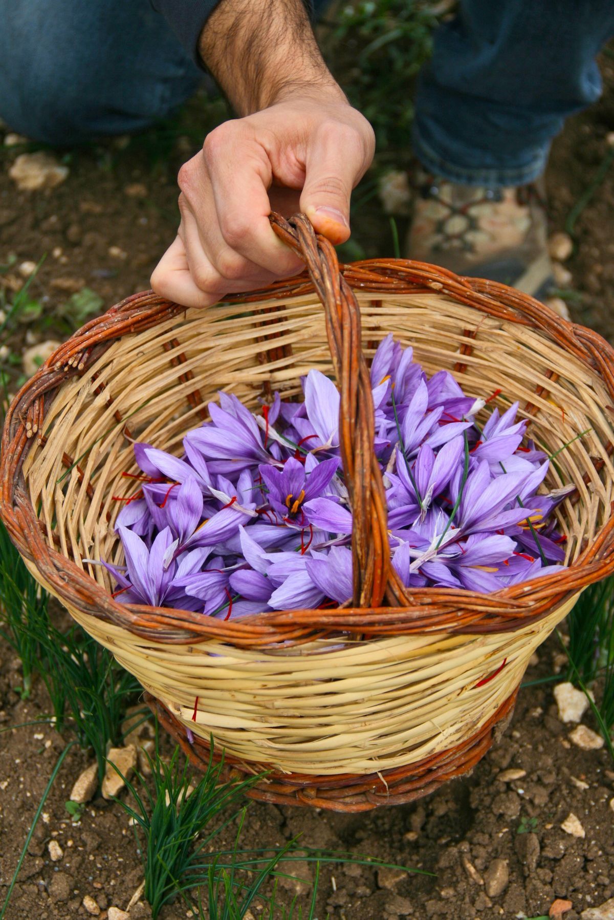 زعفران نقي 1غ
