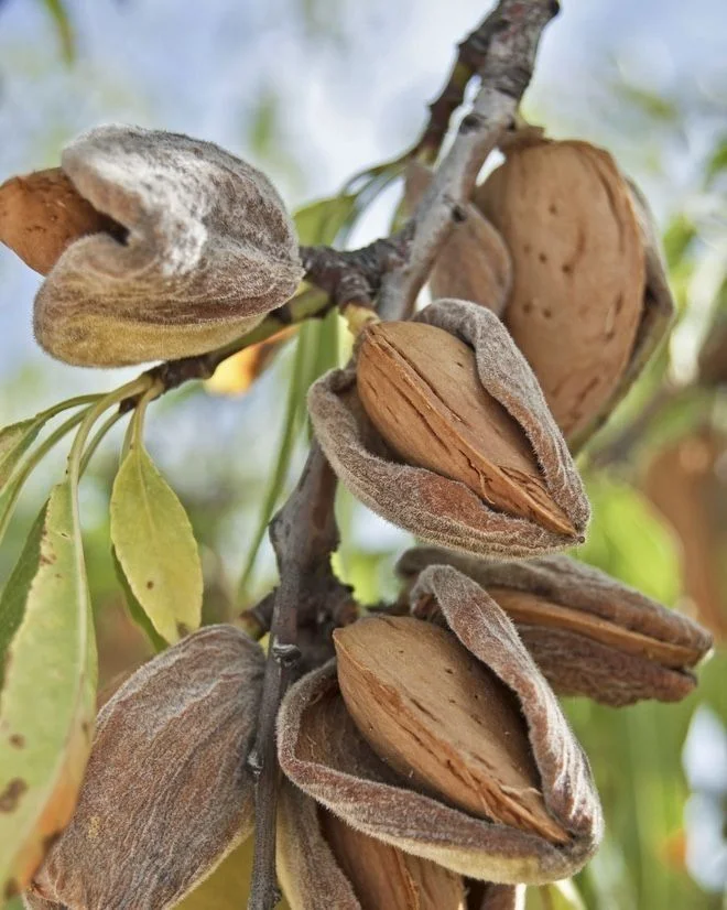 لوز طبيعي فاخر – جودة مختارة بعناية