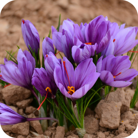 منتجات اخرى