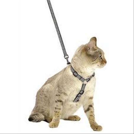 Accessoires pour chats - اكسسوارات للقطط