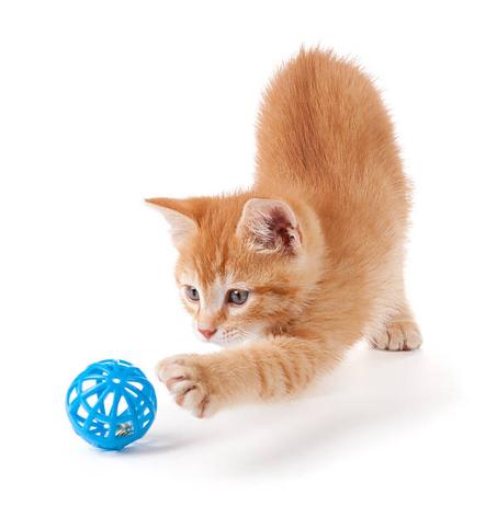 ألعاب القطط - Jeux chats -Cat toys