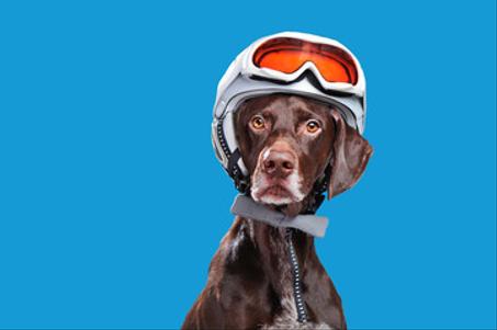 اكسسوارات للكلاب - Accessoires pour chiens