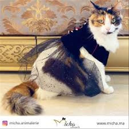 ملابس ميشا                        Vêtements pour chats