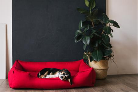 سرر و أفرشة للكلاب - Couchages pour chiens