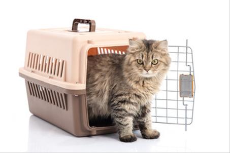 نقل القطط - Transport pour chats