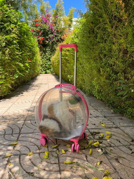 جديد ميشا Arrivage Juillet