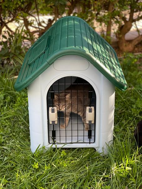 ميشا _ arrivage novembre