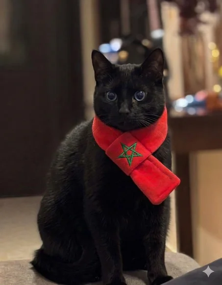 وشاح  المغرب للقطط و الكلاب الصغيرة  Scarf Morocco for pets