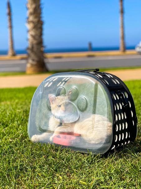 حقيبة شفافة لنقل الحيوانات الأليفة - Sac transparent avec bandoulière pour animaux de compagnie- Noir/Rose/bleu/gris