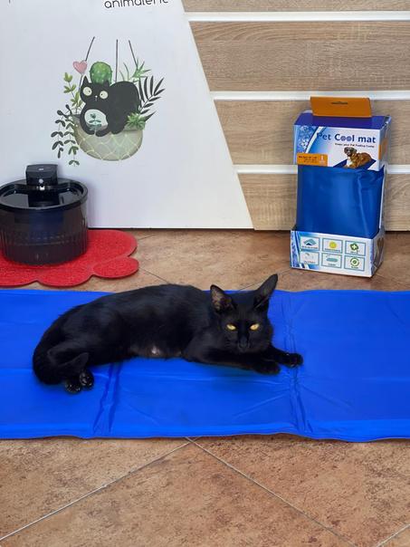 حصيرة مبردة للحيوانات الاليفة 90*50سم Tapis rafraishissant pour animaux de compagnie