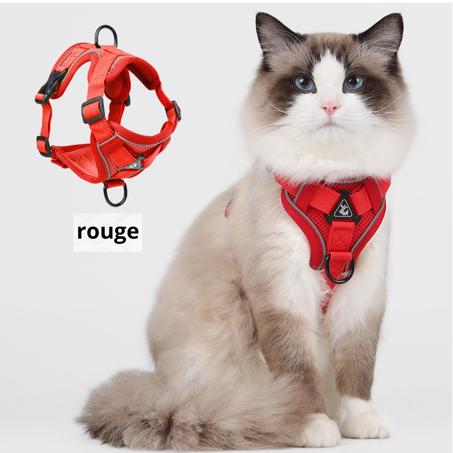 Harnais pour chat