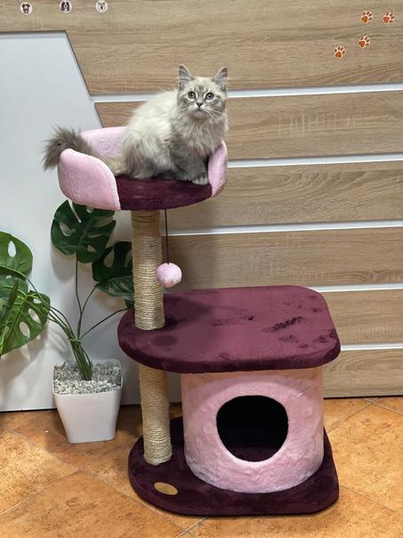 Griffoire  pour chats Arbre شجرة للقطط خربشة