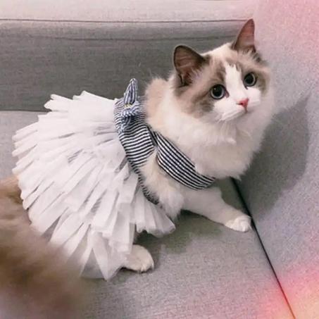 Robe pour Chats et chiennes