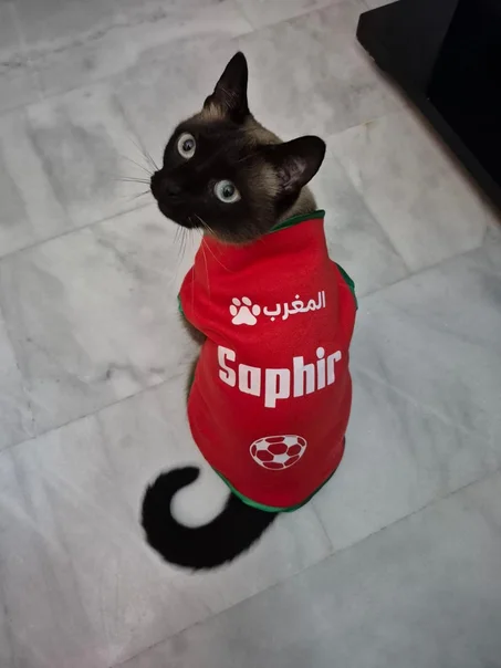 T-shirt avec Personnalisation  قميص رياضي  للقطط و الكلاب