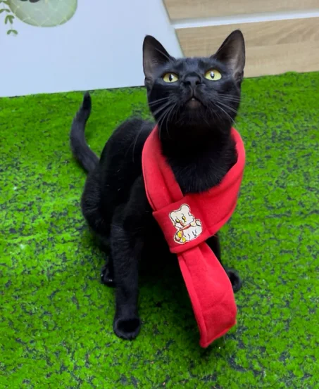 وشاح للقطط و الكلاب الصغيرة  Scarf for pets