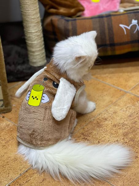 Vêtements chauds pour chats قميص دافئ  للقطط و الكلاب