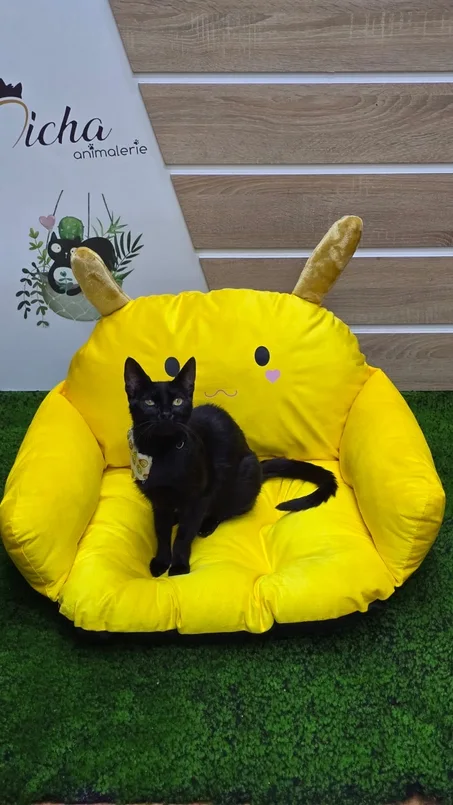 coussin fauteuil pour chat et chien