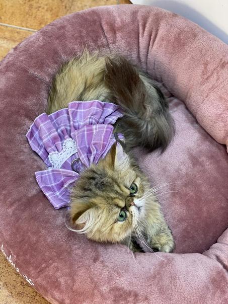 Harnais Robe pour chattes