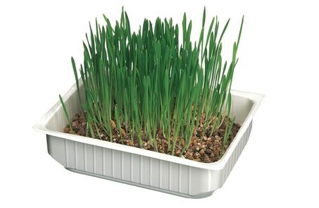 herbe a chat ORGE / BLé Marque: Camon