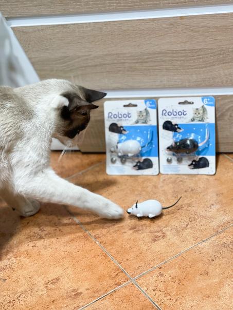 Souris Jeux interactif pour chats -فأر متحرك لعبة للقطط