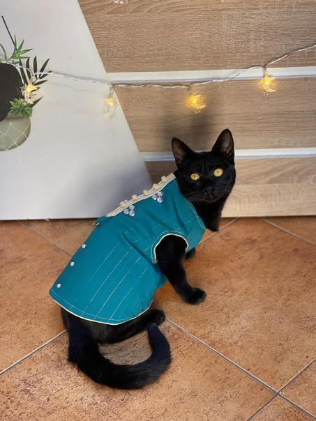 قميص تقليدي  للقطط Tenue Beldi pour chat  Caftan