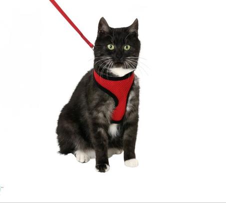 Harnais pour chats Flamingo