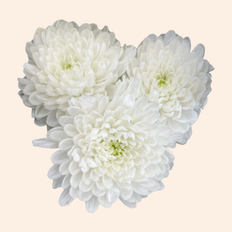 Chrysanthème Tokyo