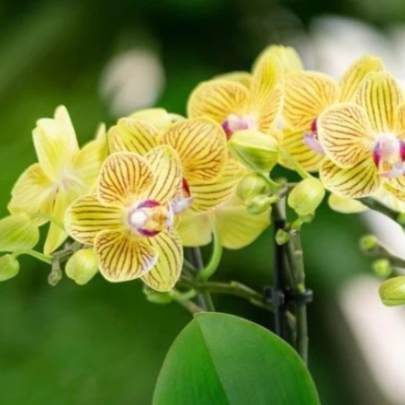 Orchidée (Grande taille)