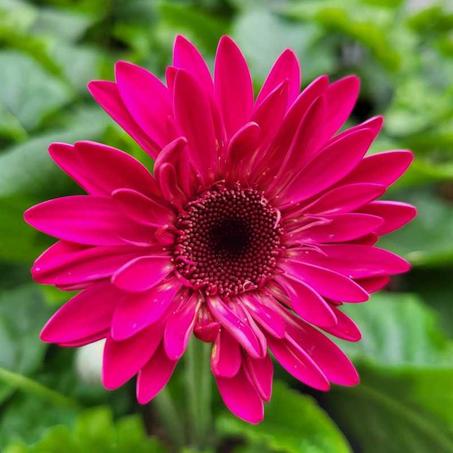 Gerbera