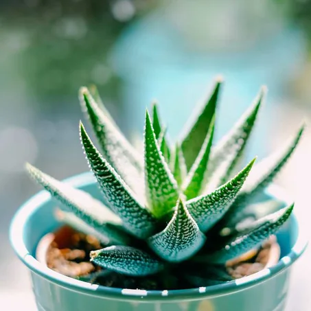 Haworthia Fasciata