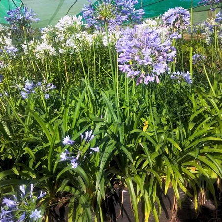 Agapanthus