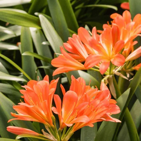 Clivia