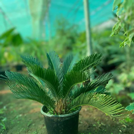 Cycas revoluta ( Cycas du japon)
