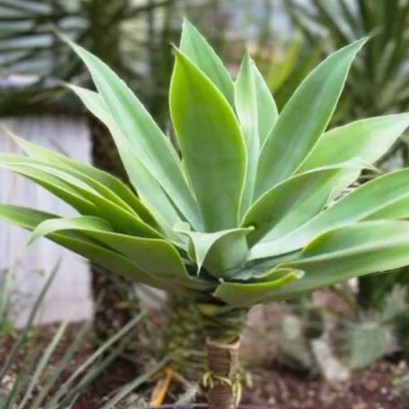 Agave Attenuata
