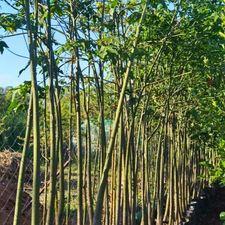 Brachychiton Populneus