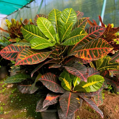 Croton Petra