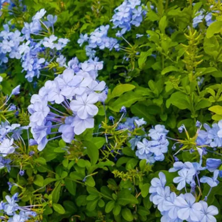 Plumbago