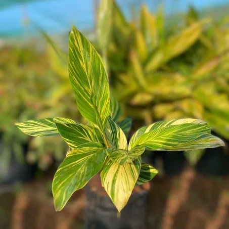 Alpinia Zerumbet
