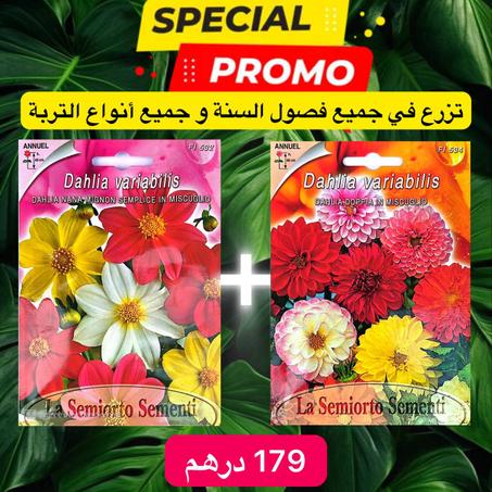 البدور الإطالية