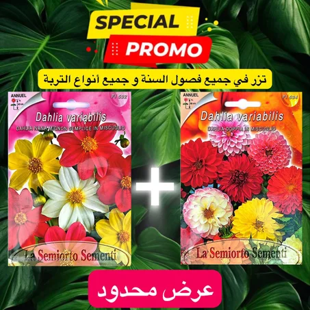 البدور الإطالية