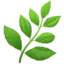 🌿