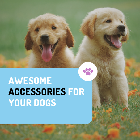 DOGS ACCESSORIES