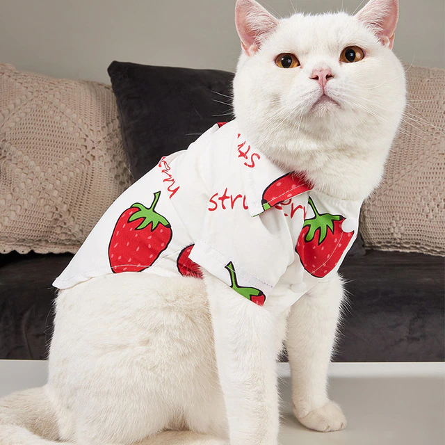 Cat summer clothes, Garfield fruit print shirt