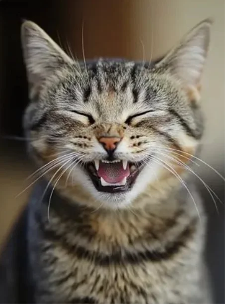 مستلزمات الحيوانات الأليفة