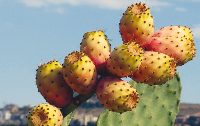 cactus