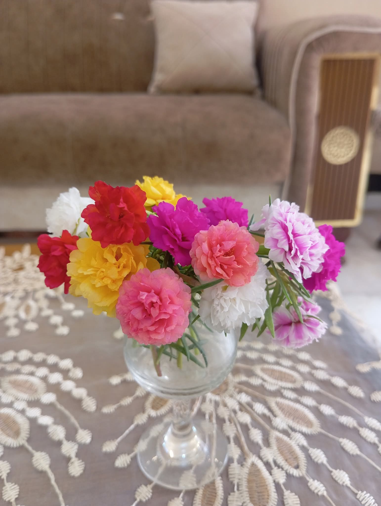 بذور زهرة الزينيا متعددة الالوان